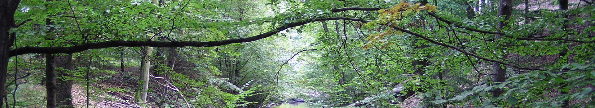 Mildenitz-Durchbruchstal im Sommer
