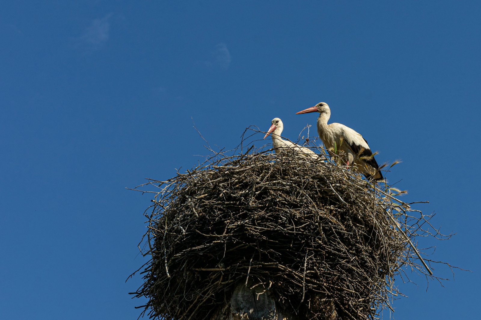 Zwei Störche in ihrem Nest vor blauem Himmel